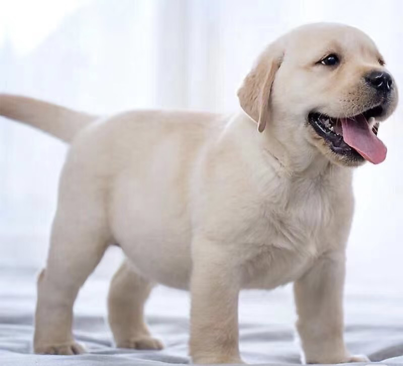 拉多幼犬，奶白色、黑色均有
