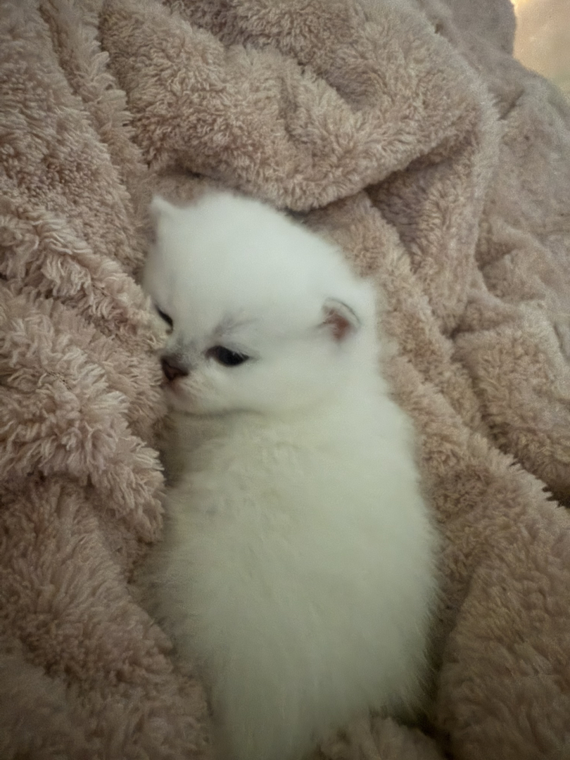 2只小母猫