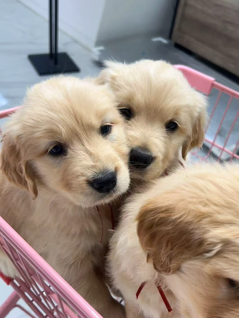 金毛幼犬,可爱活泼,性格温顺,适合家庭养殖