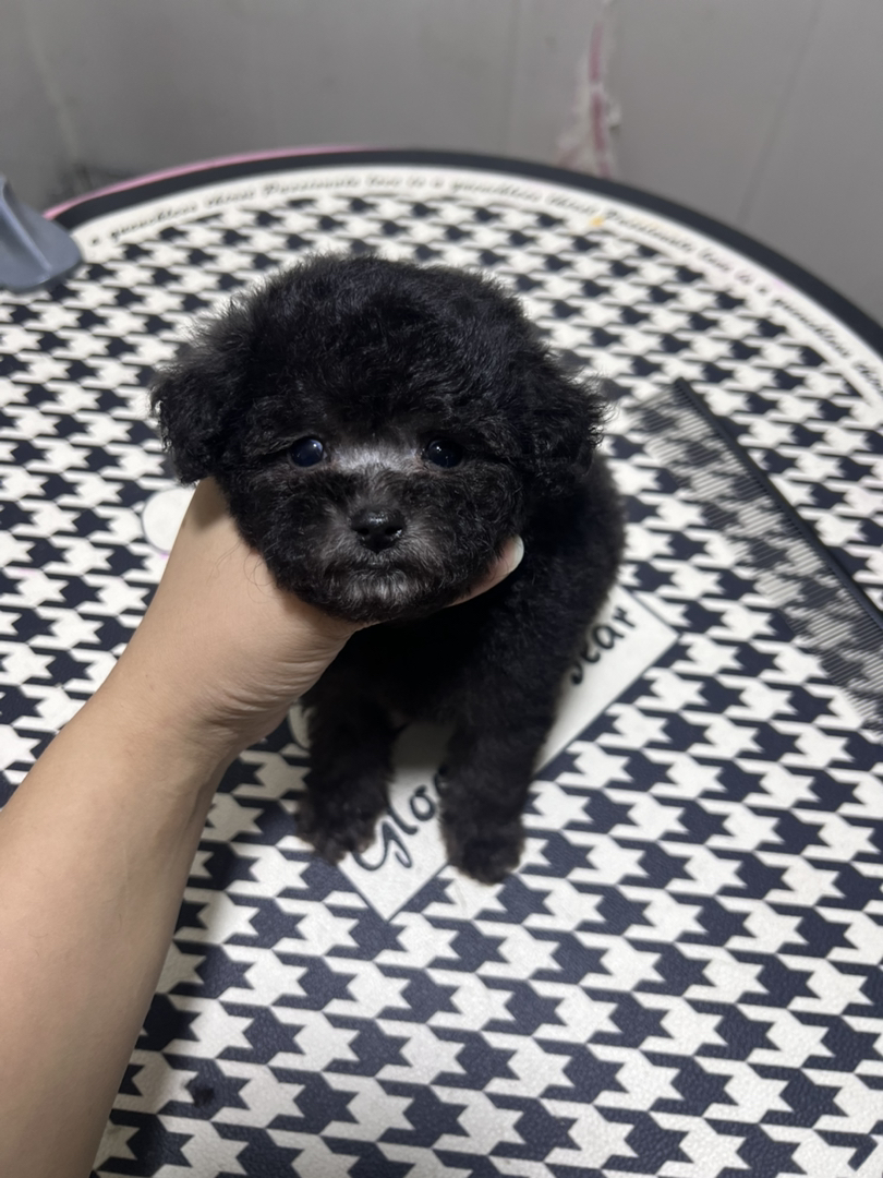 微小体灰泰迪母