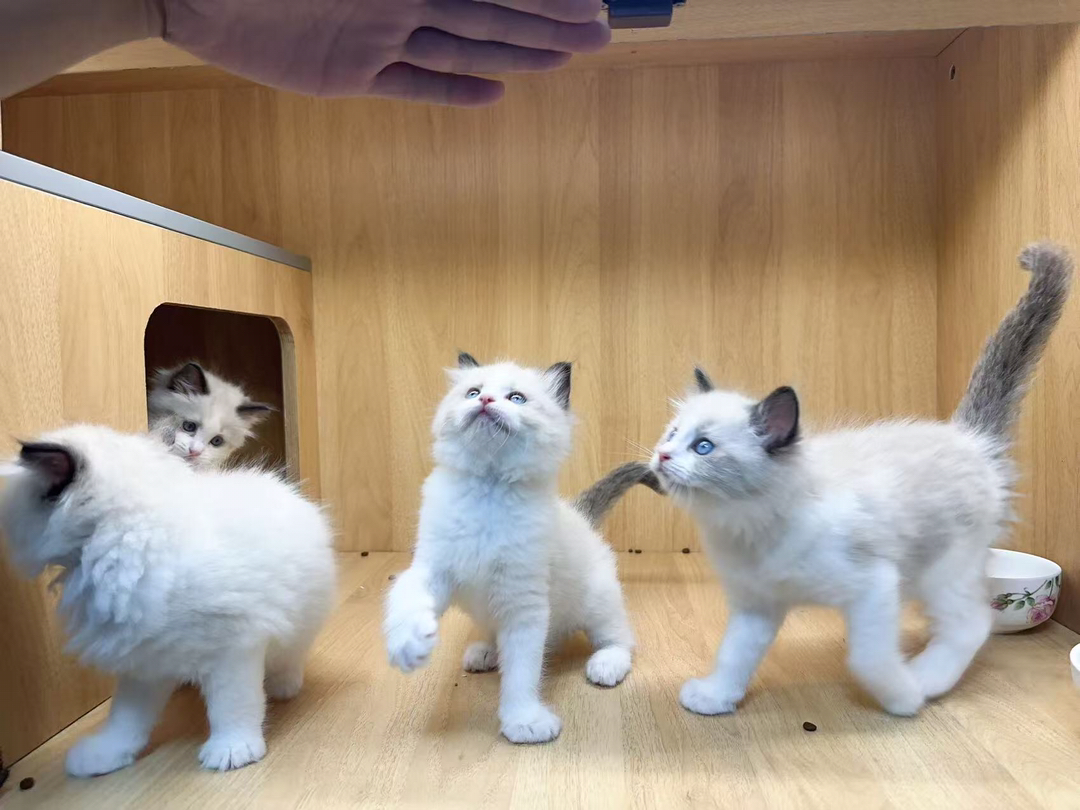 布偶猫