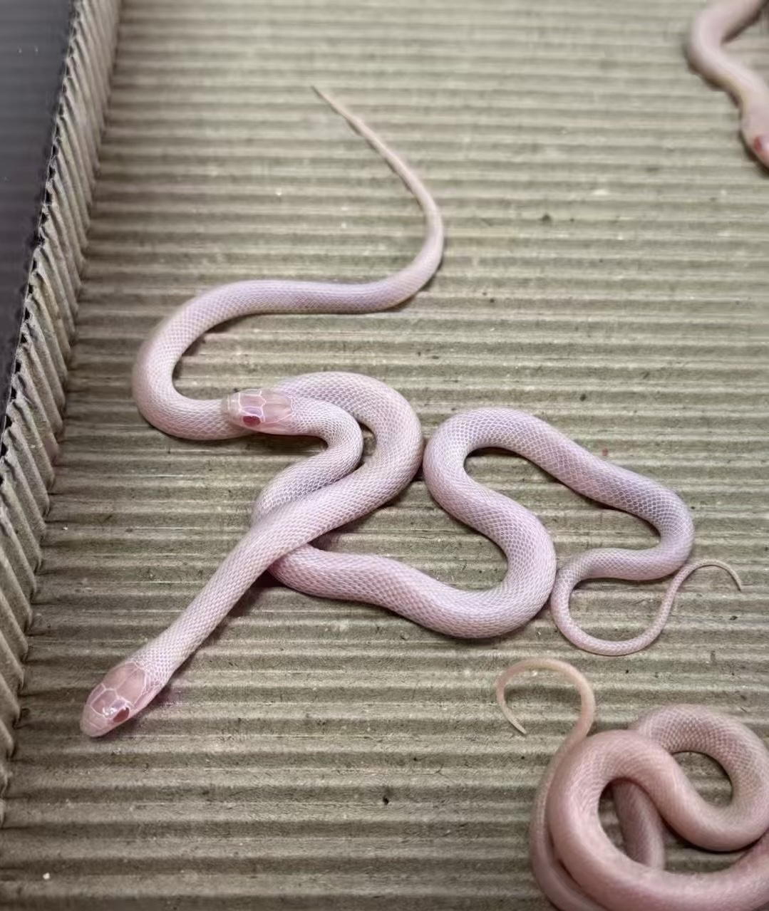 雪白束带蛇宝宝1只健康温顺好饲养成体雪白色没有一点杂色