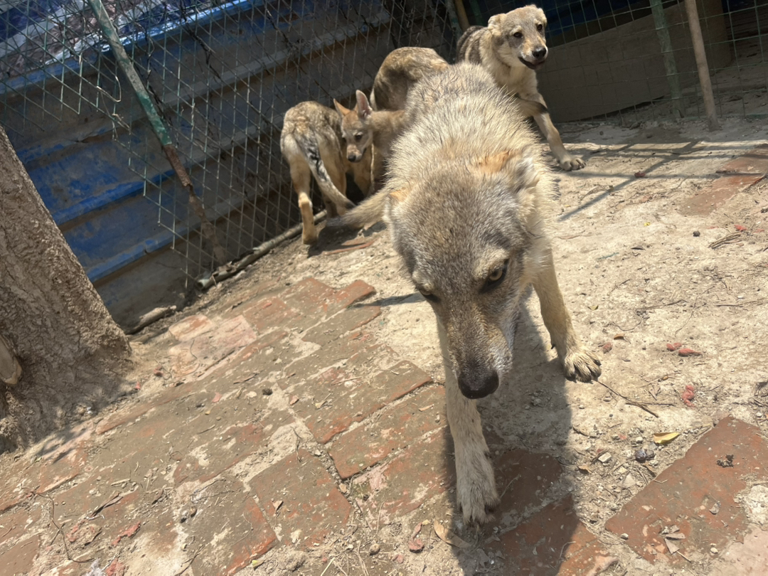 cku冠军直子 捷克狼幼犬出售