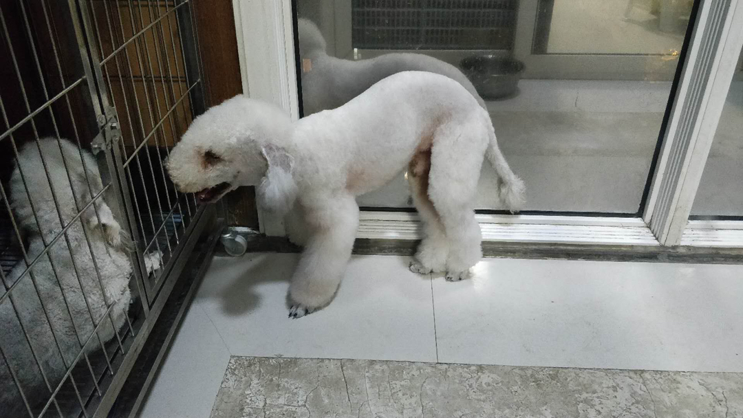 贝灵顿梗幼犬,绵羊造型优雅可爱,活泼温顺,独特外观,理想伴侣犬