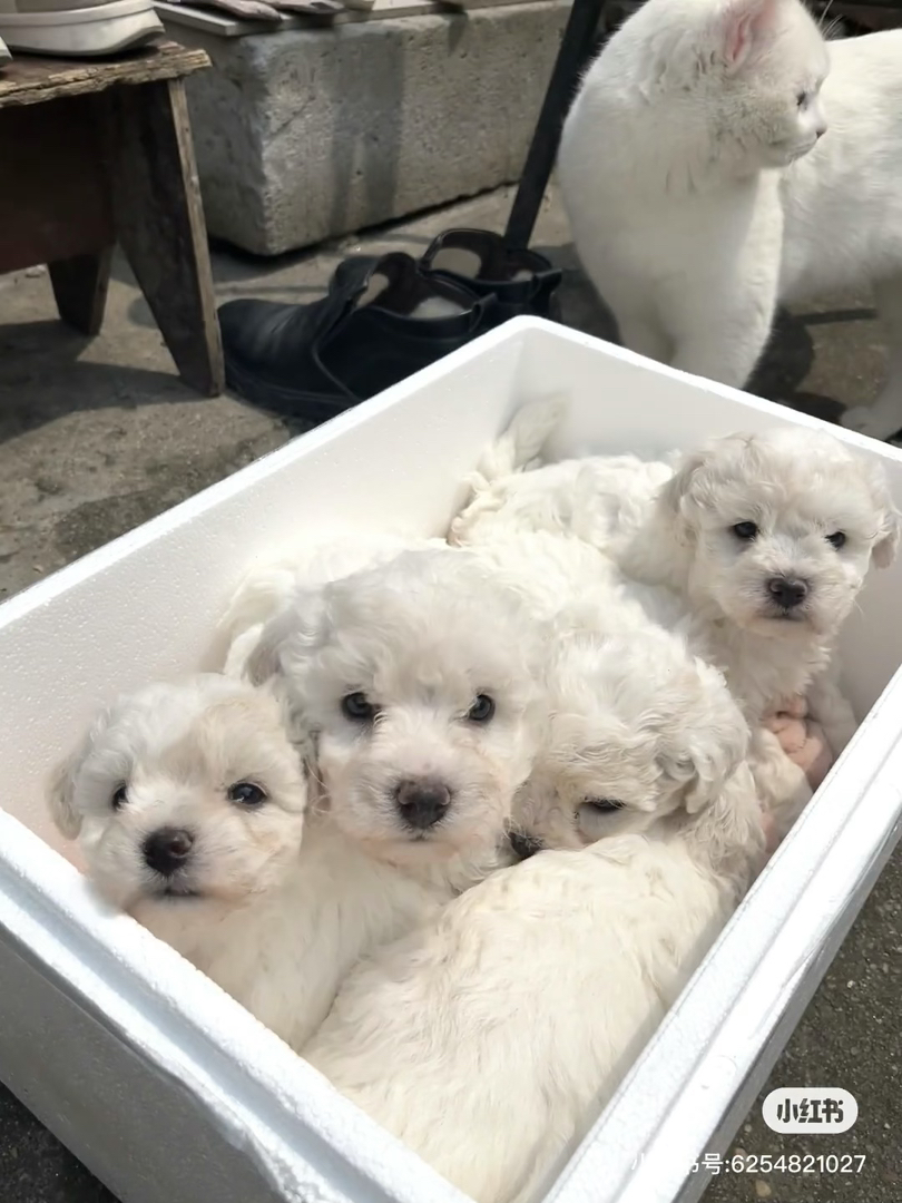 可爱比熊犬幼犬,圆眼卷毛萌翻天,陪伴好伙伴