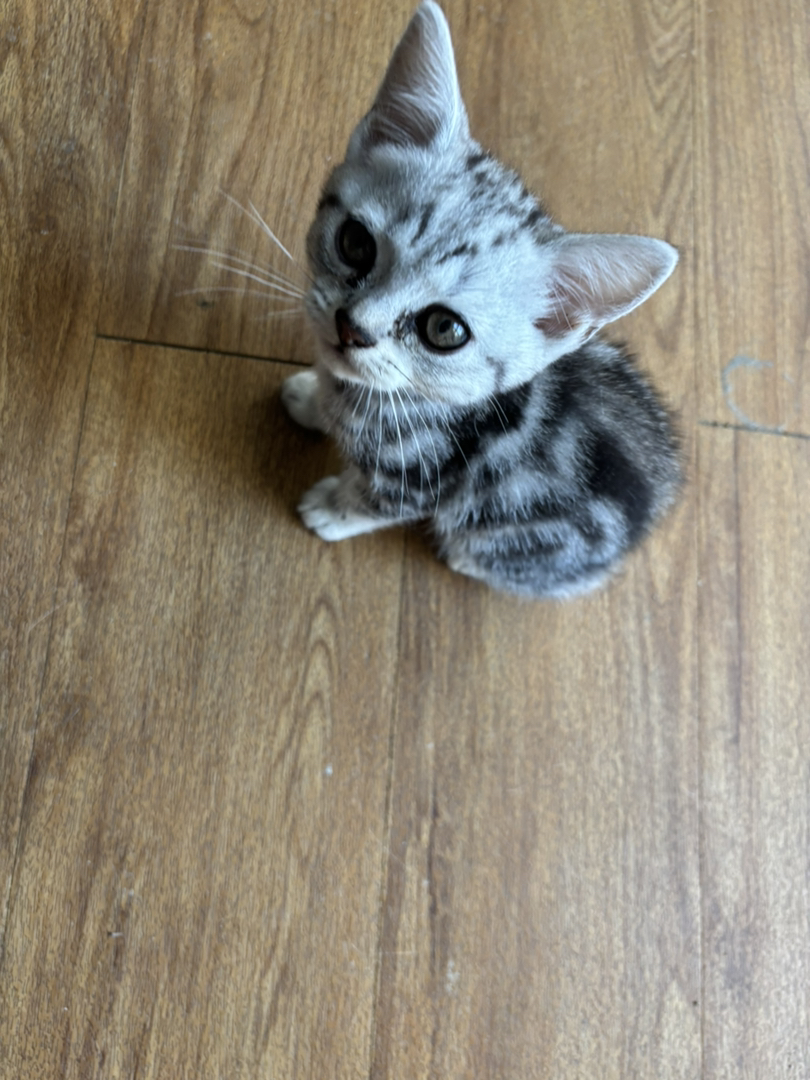 2个月虎斑，自己家猫生的。