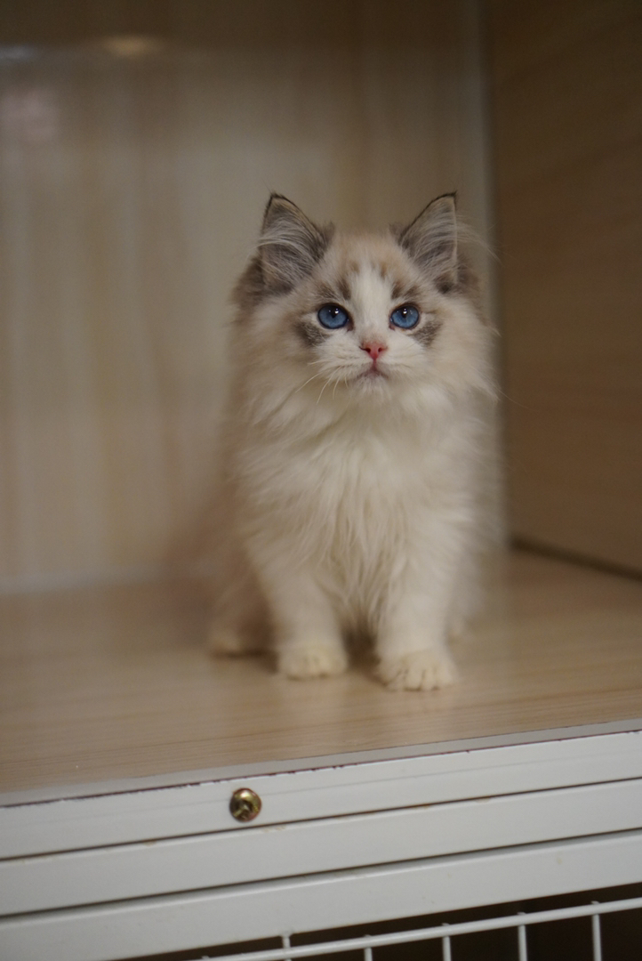 海山布偶弟弟 五粉无暇