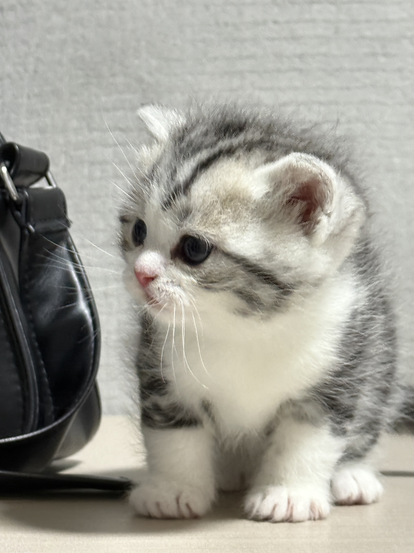 美国短毛猫幼崽，颜值爆表，性格乖巧，养宠首选