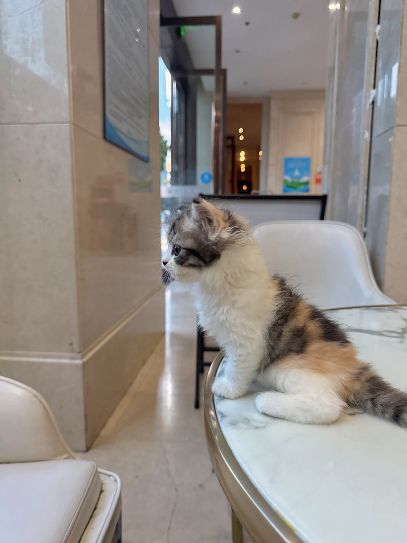 可爱三花猫，颜值爆表，独特毛色，萌化你的心