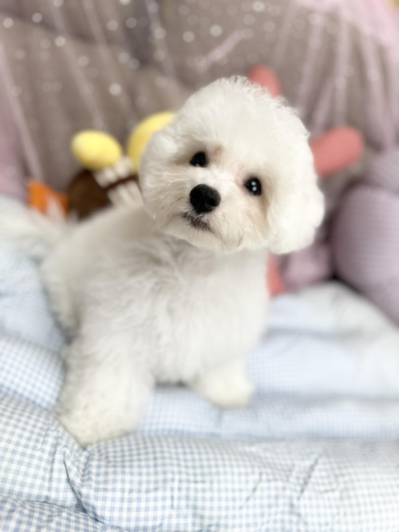 比熊幼犬找个爱它的家，温暖小狗