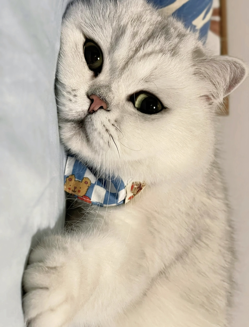 银渐层猫咪,大眼萌宠,毛发柔软,可爱到让人无法抗拒