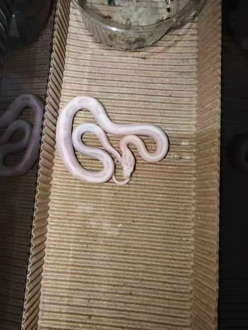 雪直玉米蛇苗子包邮包活包风险好养适合新手，蛇不能也不需要打疫苗