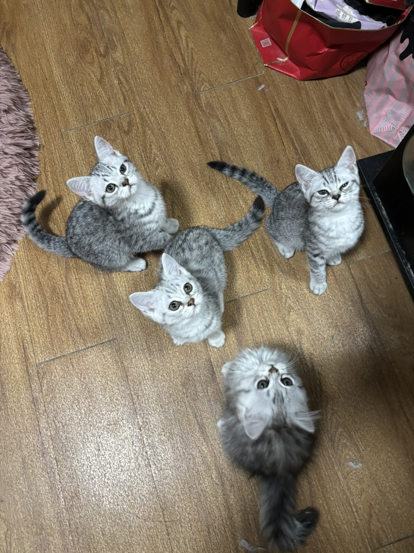美短起司