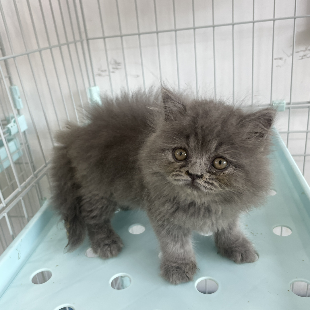 长毛熊版蓝猫 加菲脸无泪痕 三个月母猫