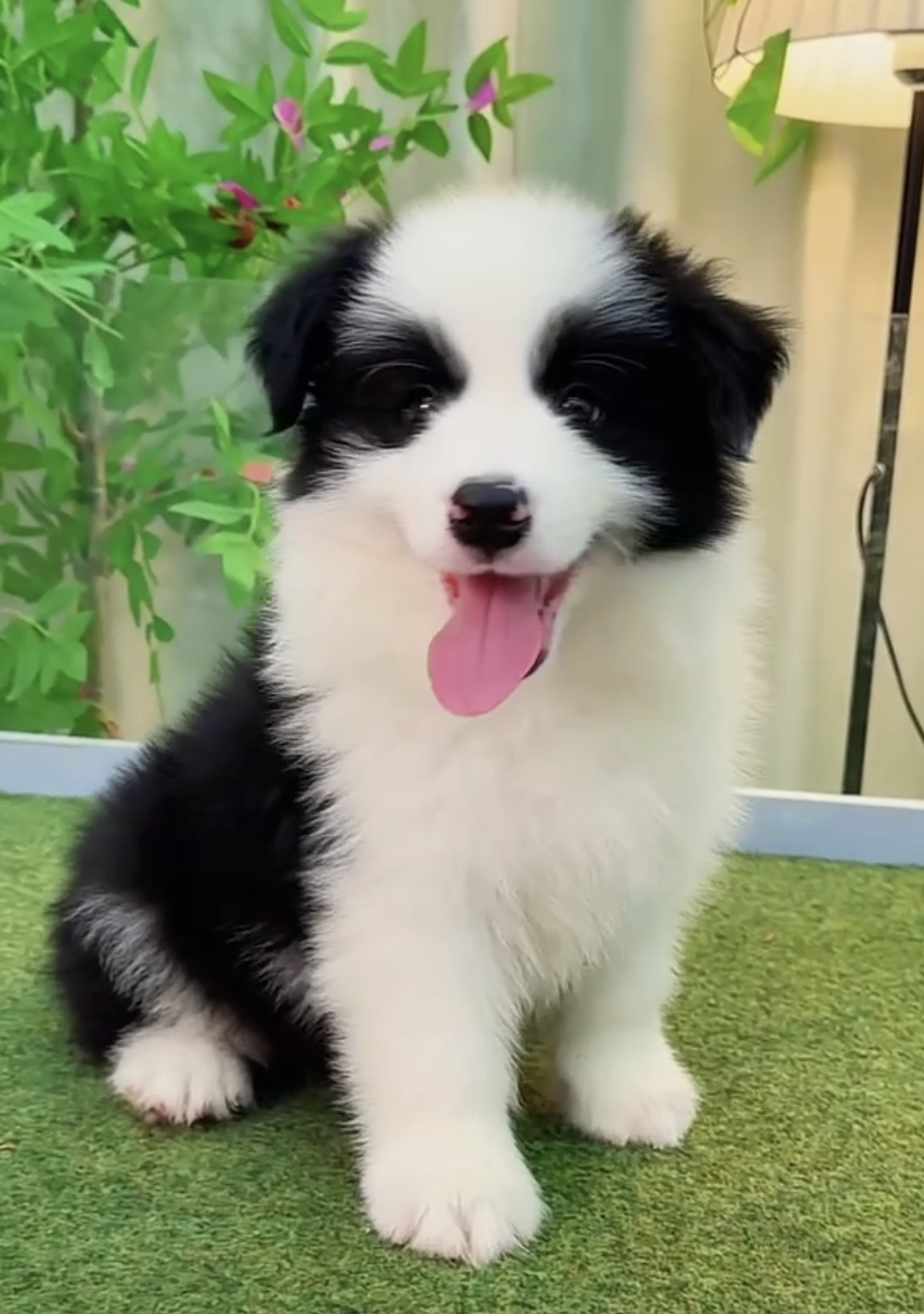 双血统高端赛级边境牧羊犬❤️七白三通