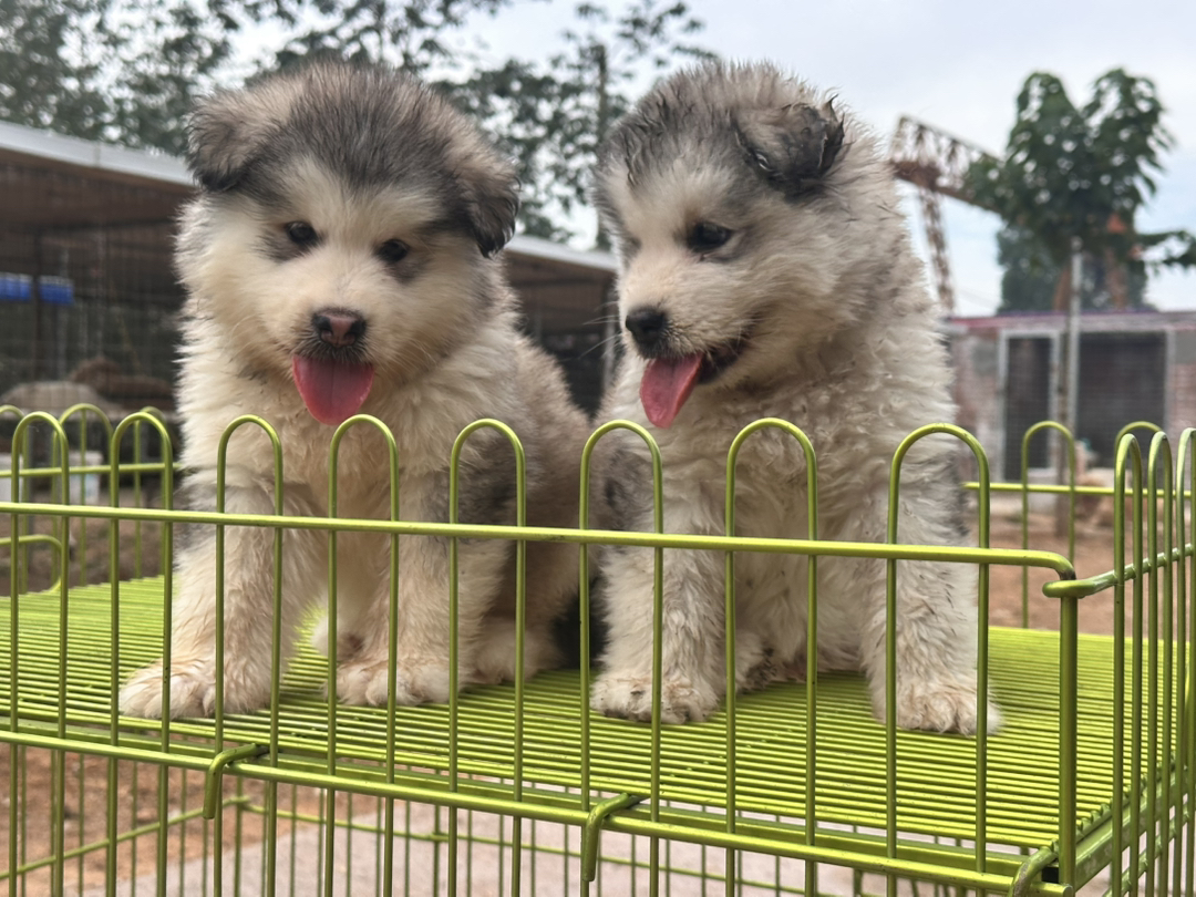 阿拉斯加幼犬，毛厚蓬松，吐舌卖萌超可爱