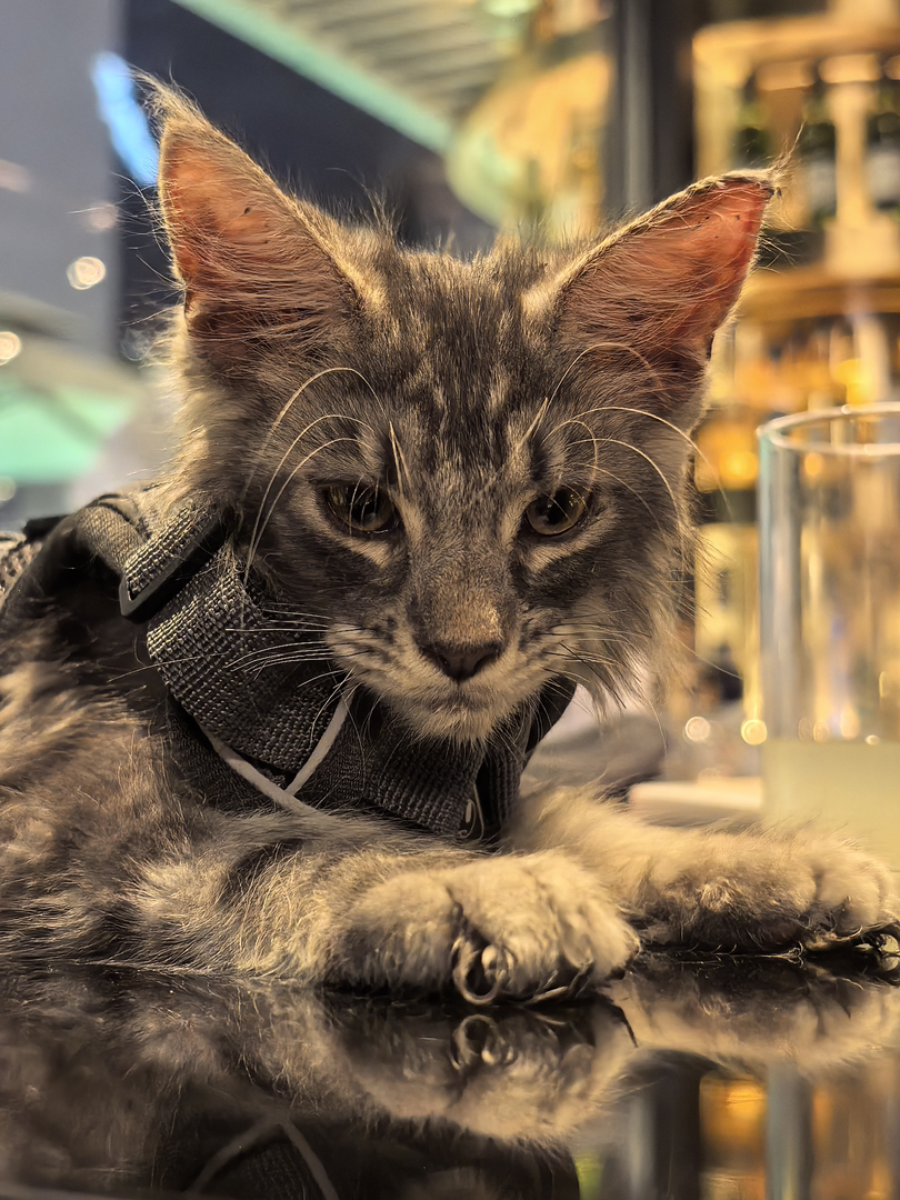 缅因猫