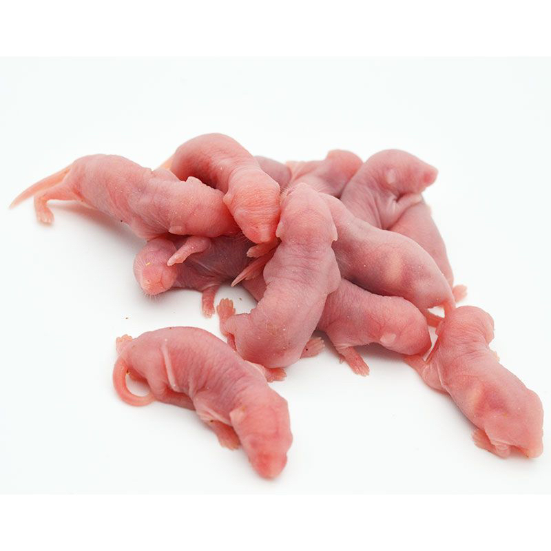 冷冻小白鼠乳鼠红皮粉皮爬宠饲料宠物蛇乌龟蜥蜴喂猫狗角蛙