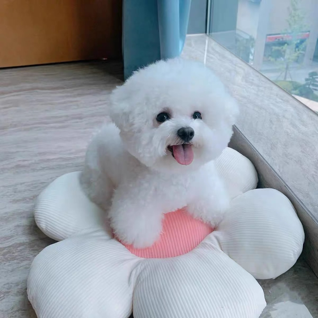 网红比熊❤️可以开视频看狗