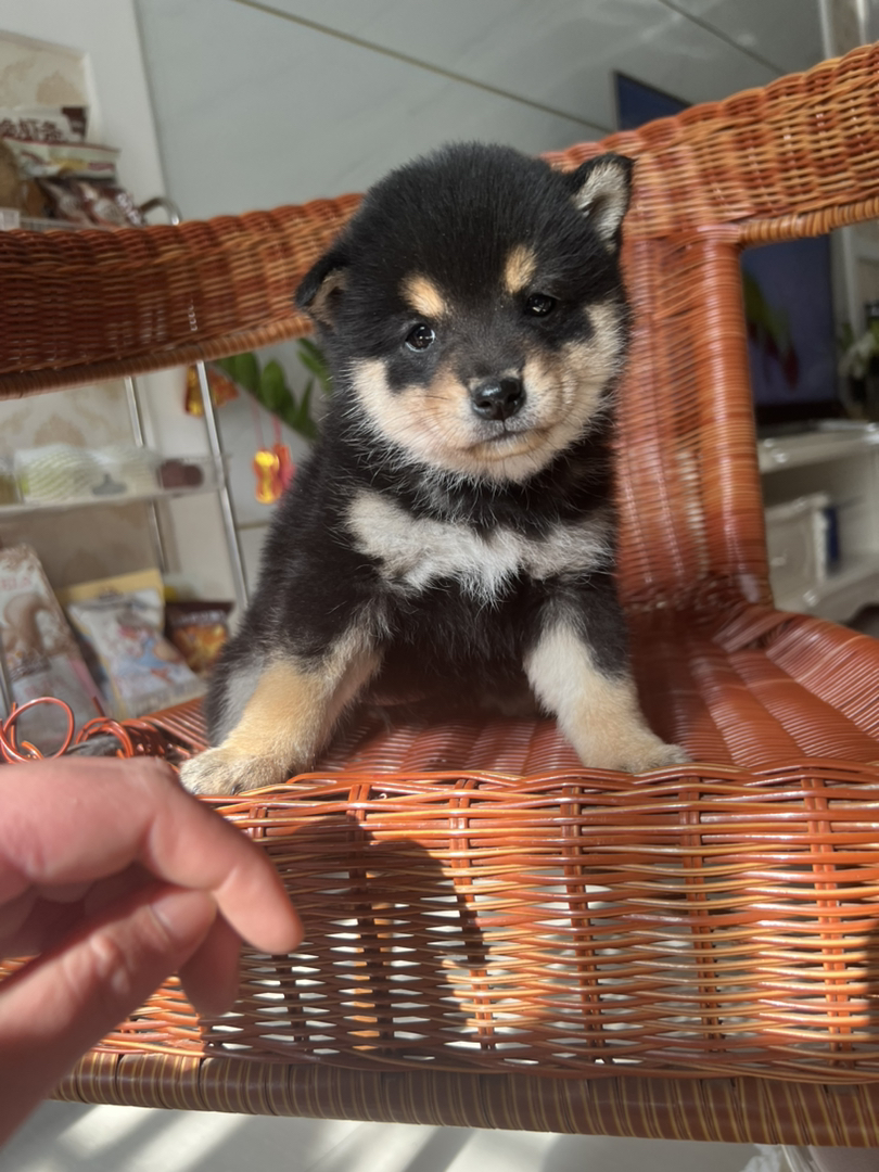 柴犬