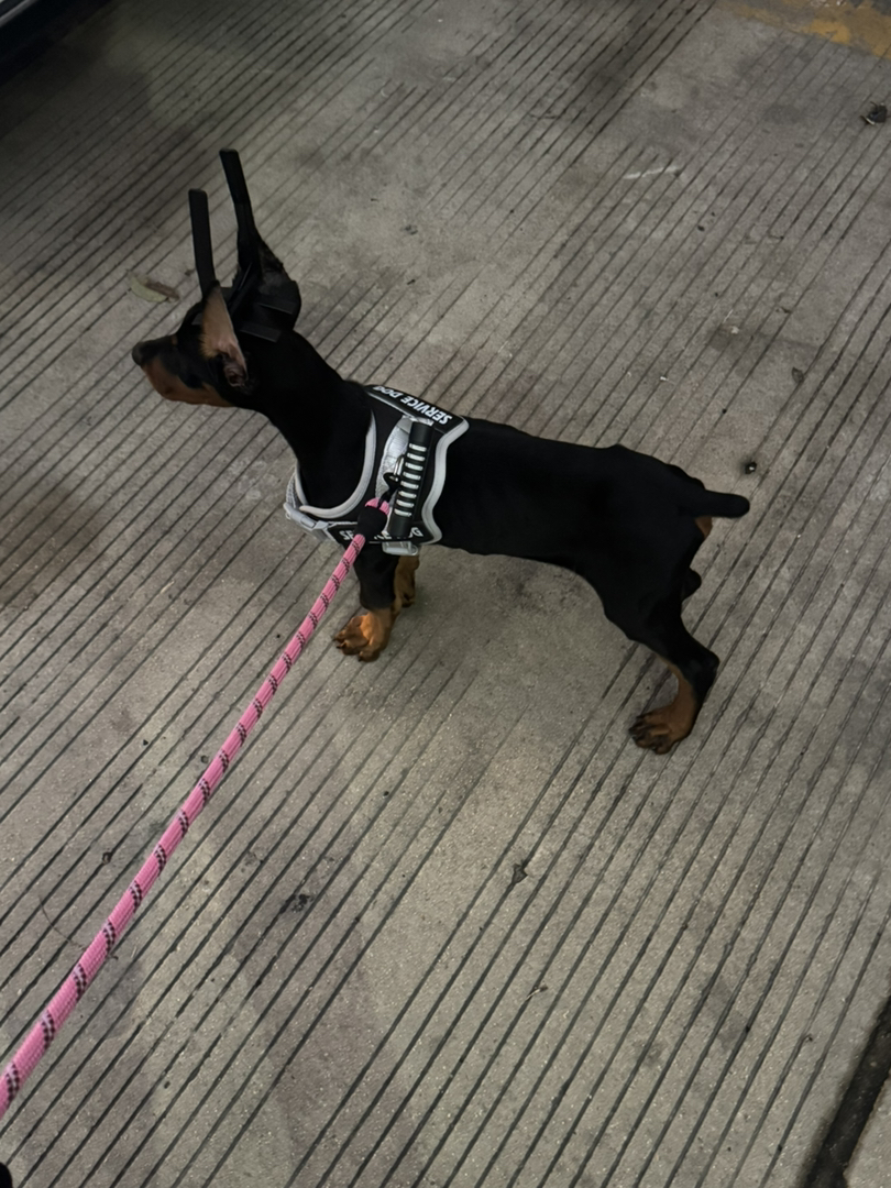 杜宾幼犬，聪明忠诚，外形帅气，守护家庭的好伙伴。