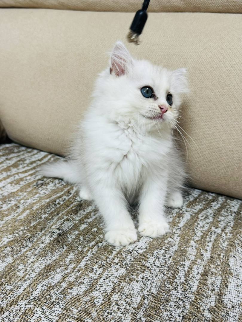 长毛银渐层妹妹