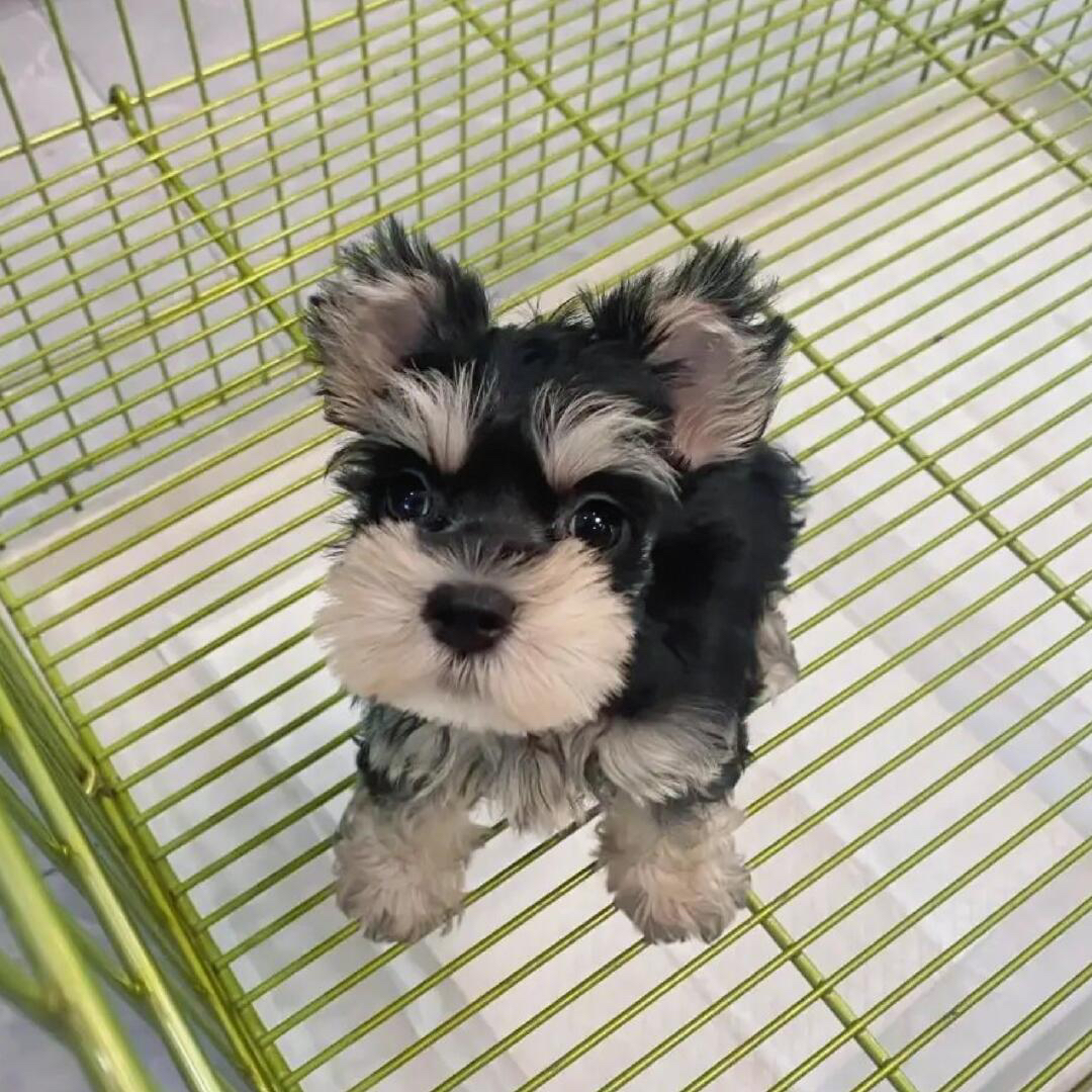 可爱雪纳瑞幼犬，毛发浓密，颜值高，陪伴你的最佳萌宠