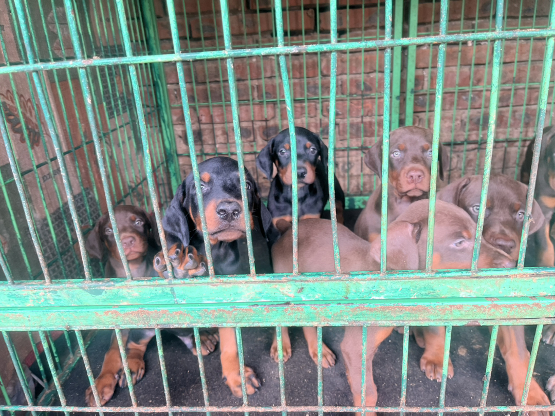 杜宾犬