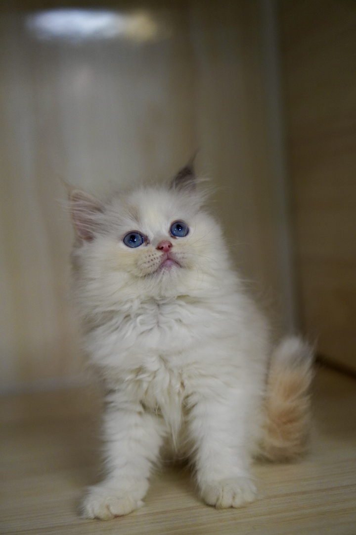 布偶猫幼崽，蓝眼白毛颜值高，温顺粘人，养宠佳选