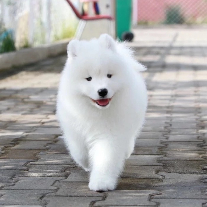 萨摩耶幼犬,雪白毛茸,笑容治愈,萌宠首选