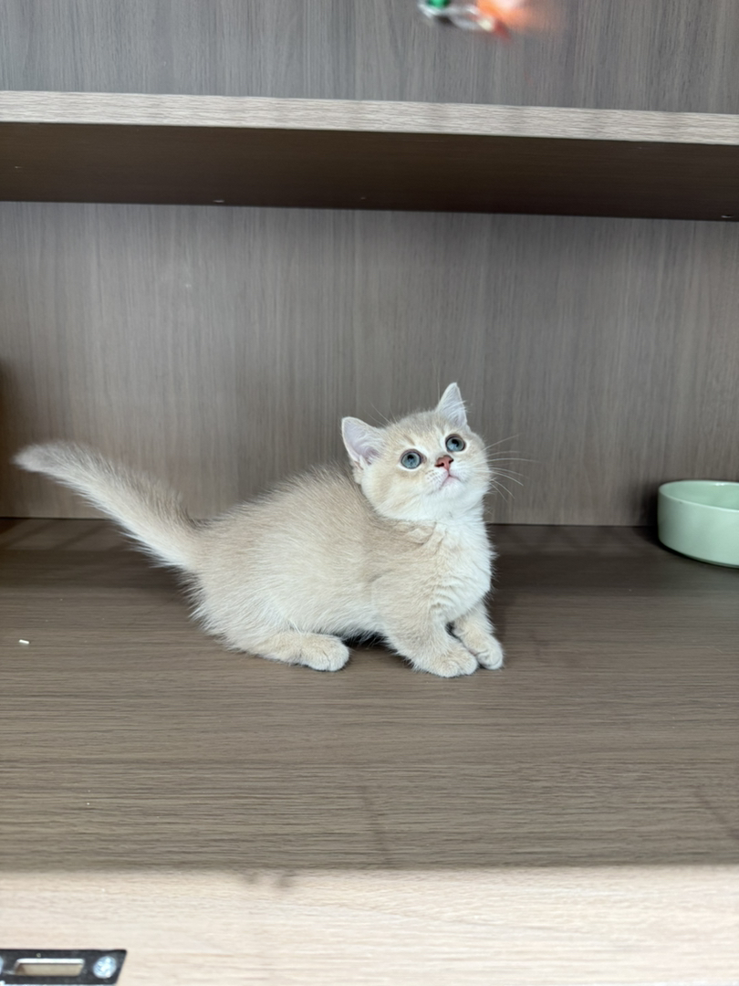 紫金曼基康矮脚猫