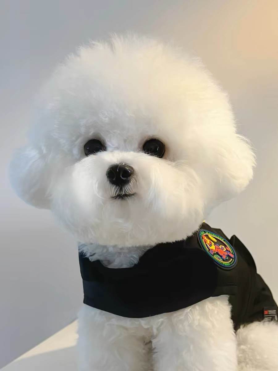 网红比熊❤️可以开视频看狗