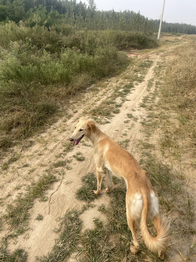 山东本地细优秀的中华田园犬优秀的猎犬忠诚的看家犬护卫犬忠心护主聪明