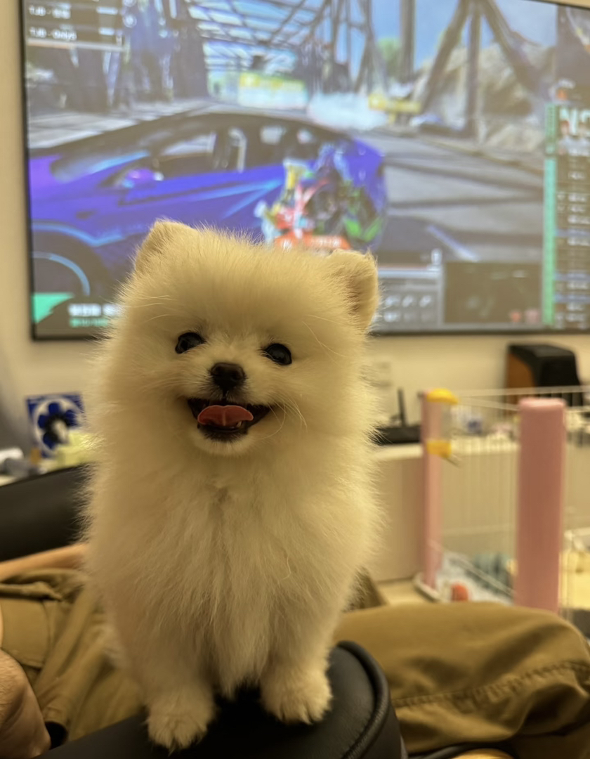 体型小巧：成年犬体重约2.5kg左右，适合小户型居住
