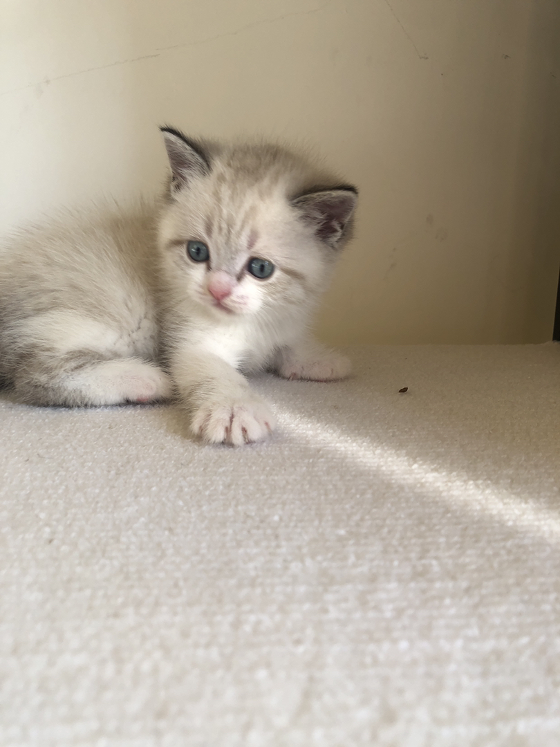 英短蓝山重点色