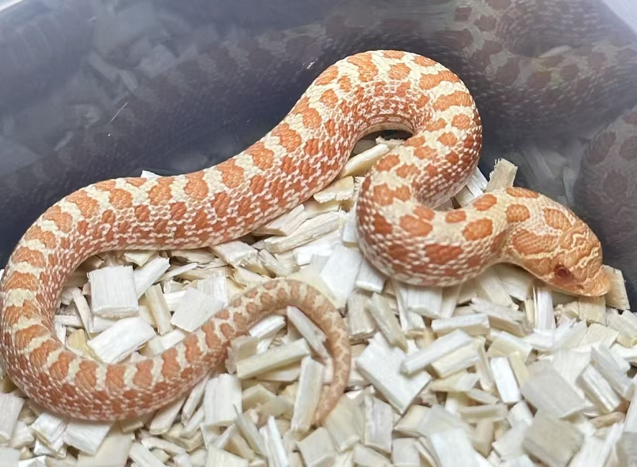 白化猪鼻宝宝1只