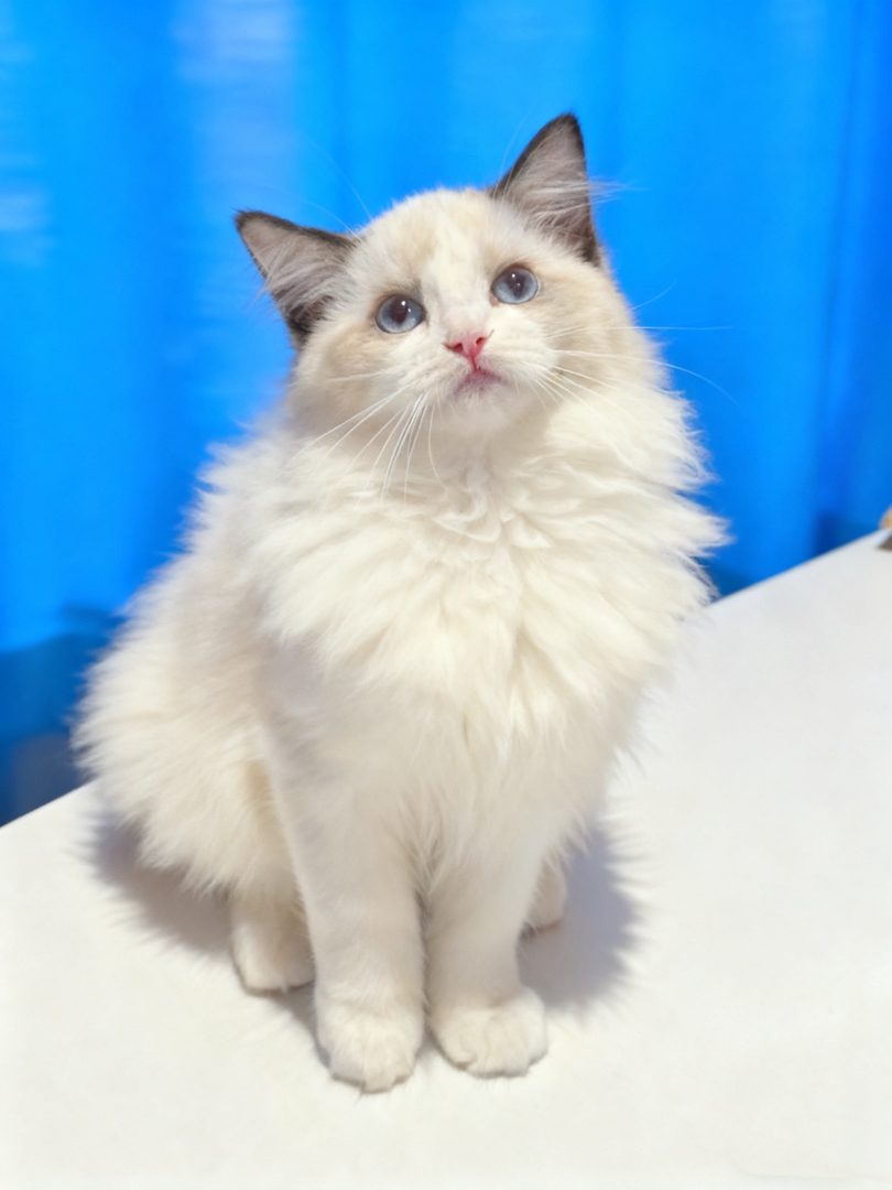 海双布偶猫，父母赛级双血统，血统纯正，满背不猫耳所以价格好说，包机票