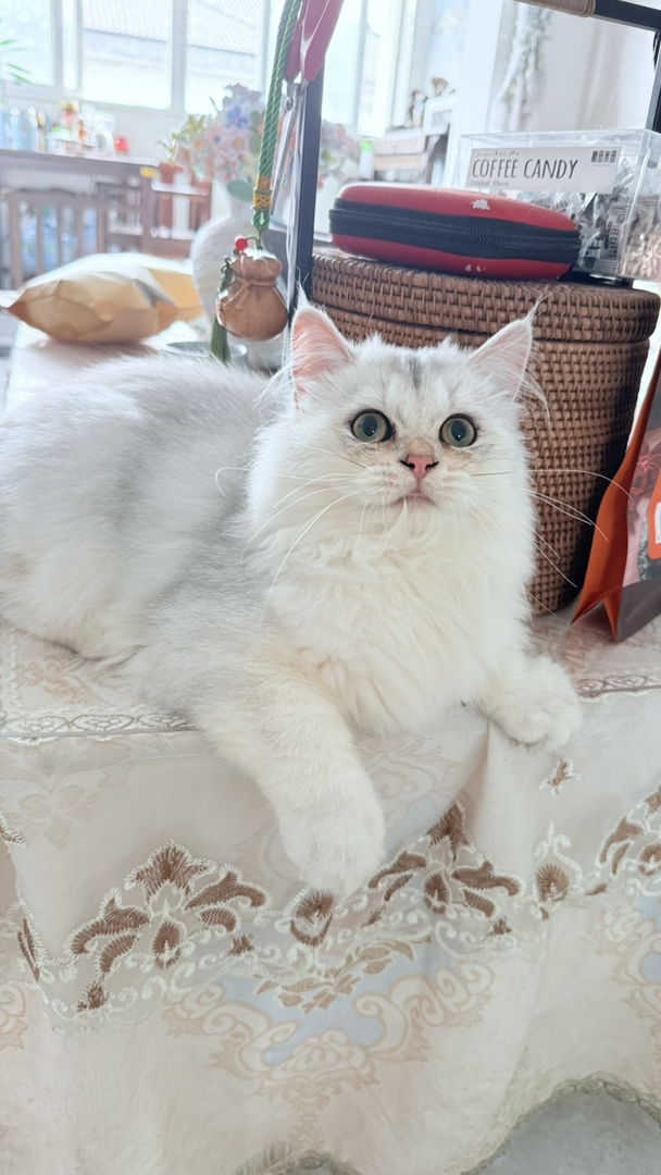 长毛银渐层，小耳朵，大嘴套，大爆毛长相特别好，好看的崽从小没有尴尬期