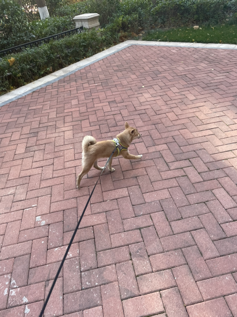 柴犬，名字叫柴柴，母，未绝育。