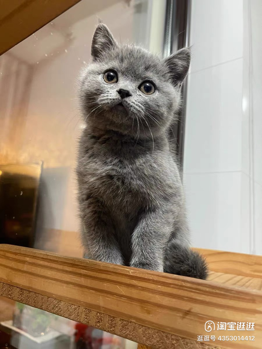 蓝猫已打疫苗驱虫保障终身售后。金渐层布偶银渐层金吉拉暹罗蓝猫银点暹罗猫