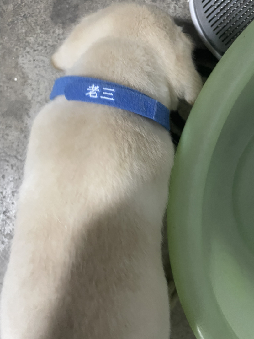 纯种拉布拉多