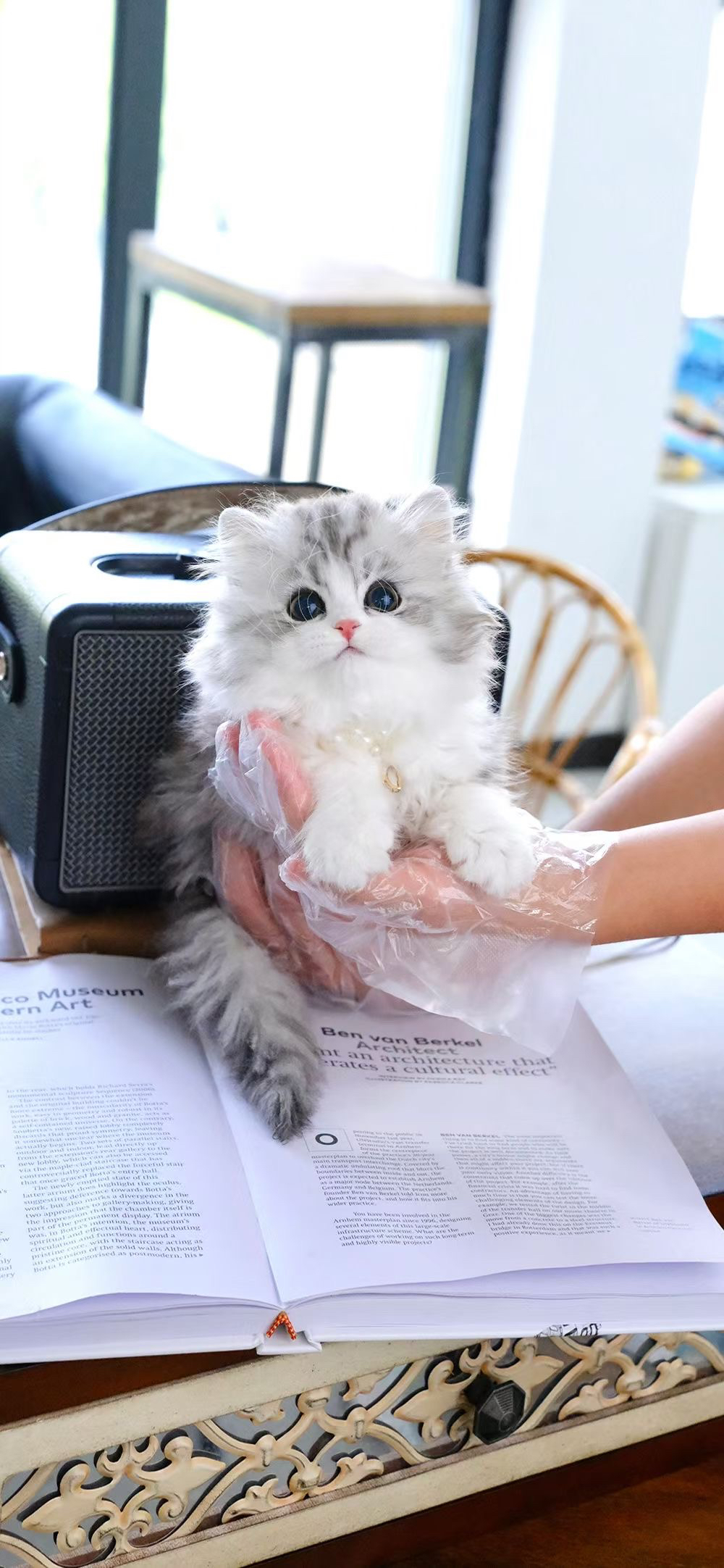起司高地猫咪