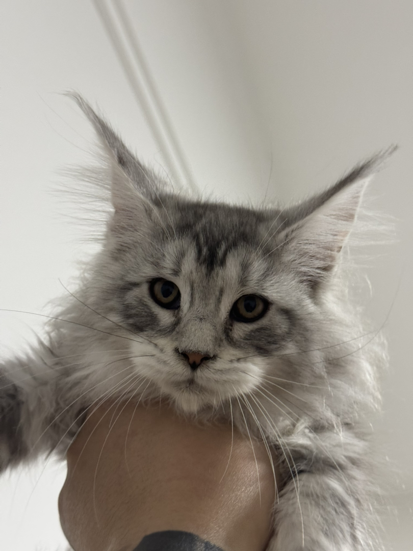 缅因猫