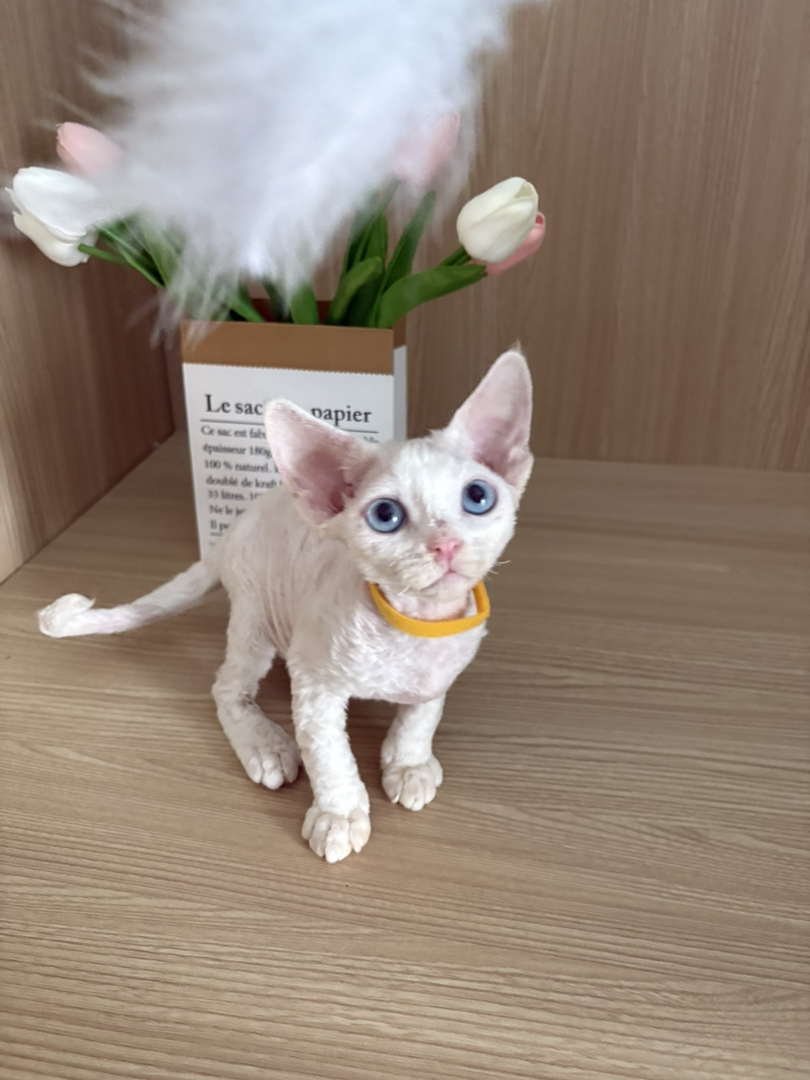 德文