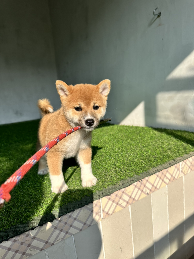 日本豆柴犬