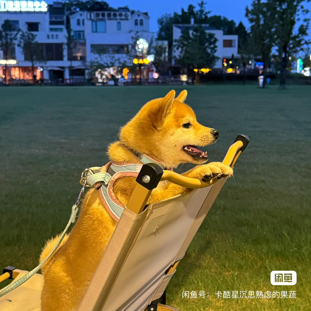 兜兜 毛色金黄 很茂密 脸发腮 品相好
