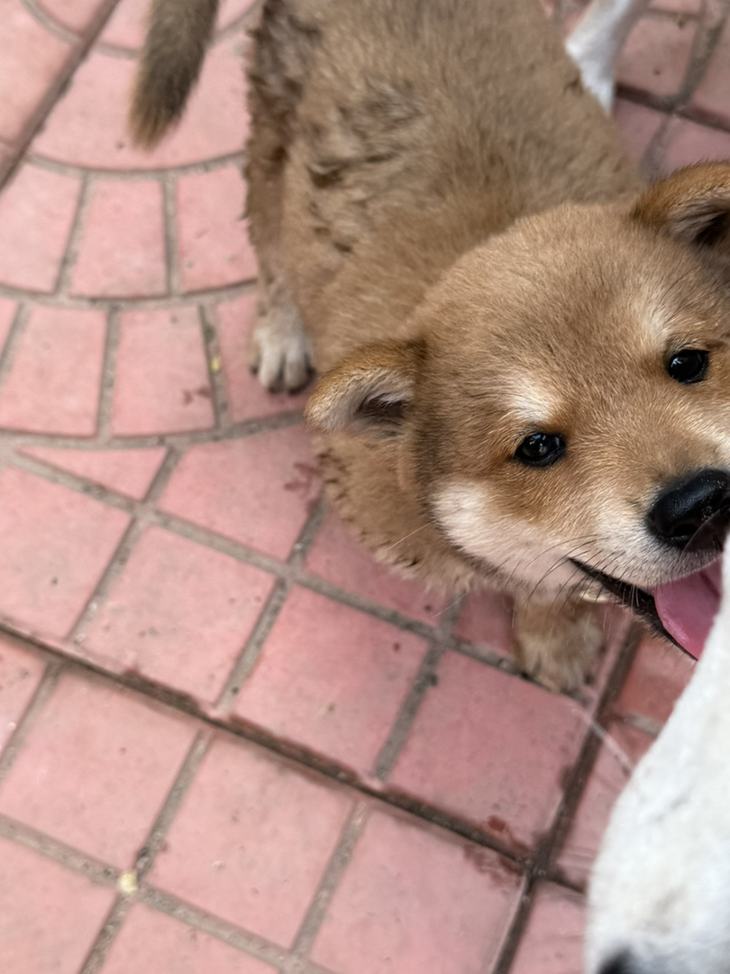 【自家繁育超萌柴犬弟弟找新家～】