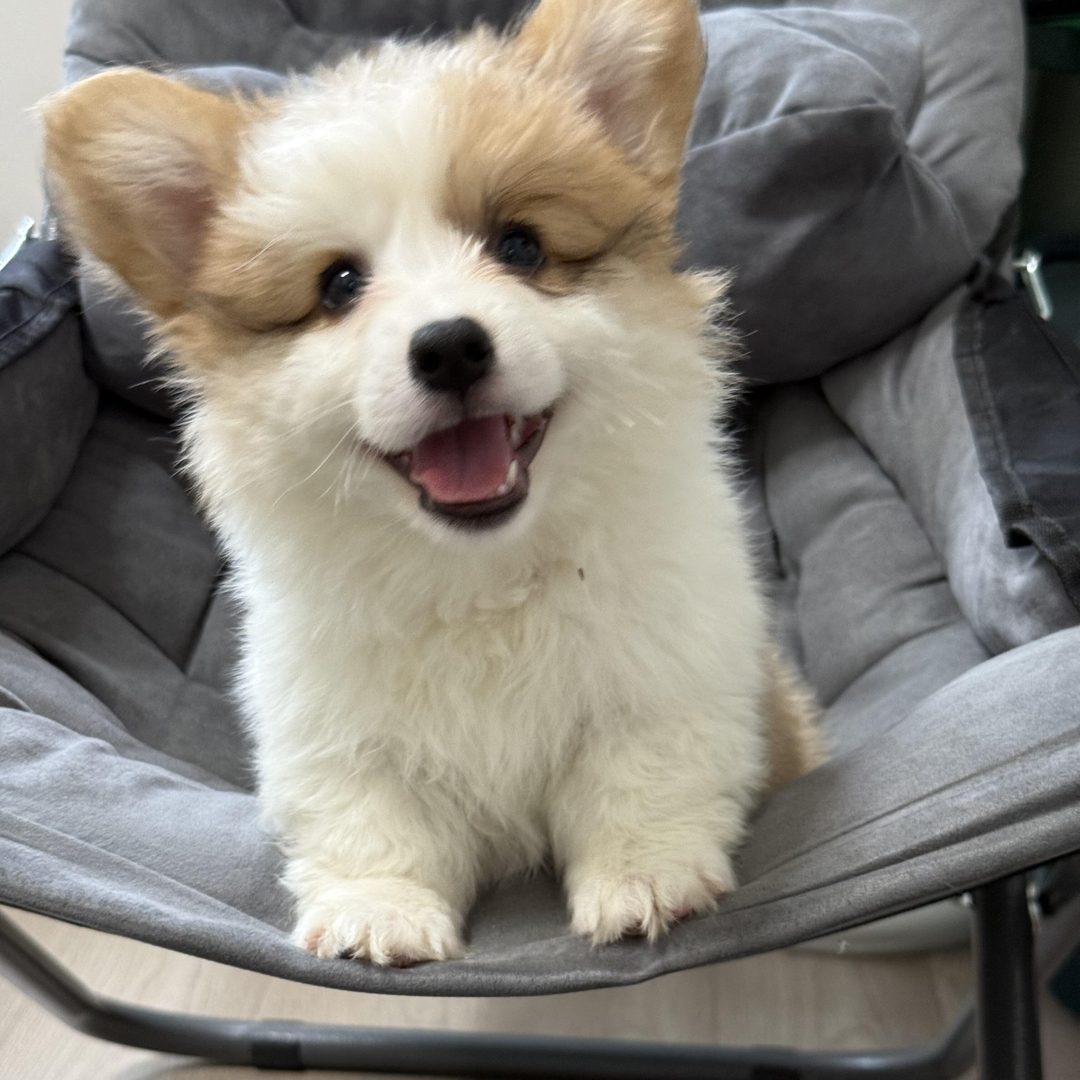 可爱柯基幼犬，短腿长毛颜值高，性格温顺乖巧惹人爱
