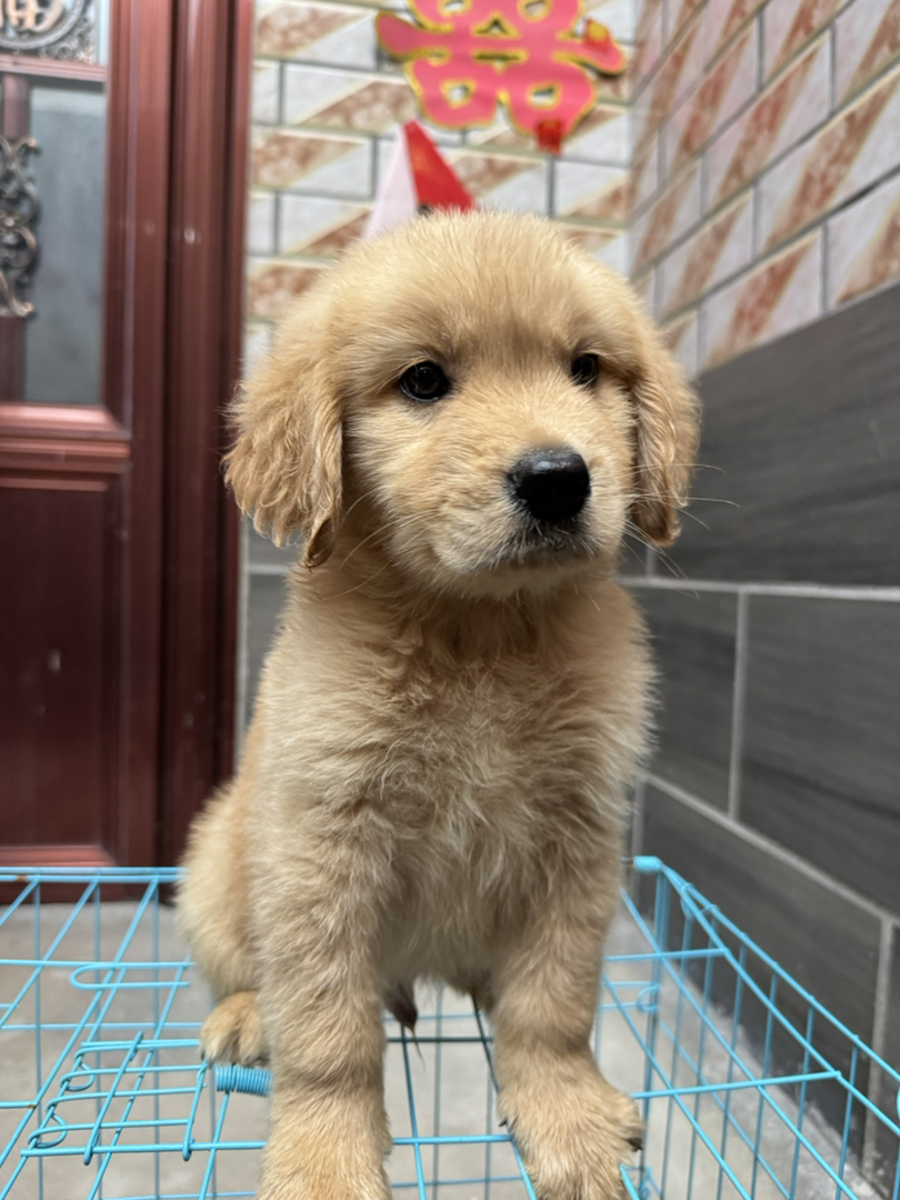 金毛幼犬，可爱活泼，性格温顺，适合家庭养殖