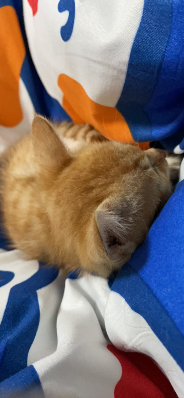 毛色特征如橘猫